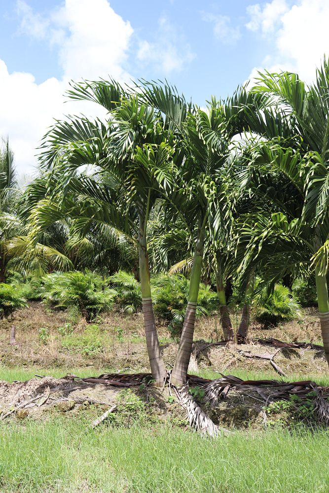 veitchia-merrillii-christmas-palm-adonidia-merrillii