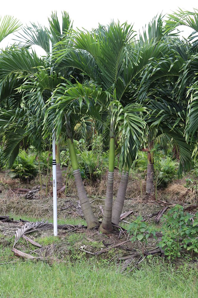 veitchia-merrillii-christmas-palm-adonidia-merrillii