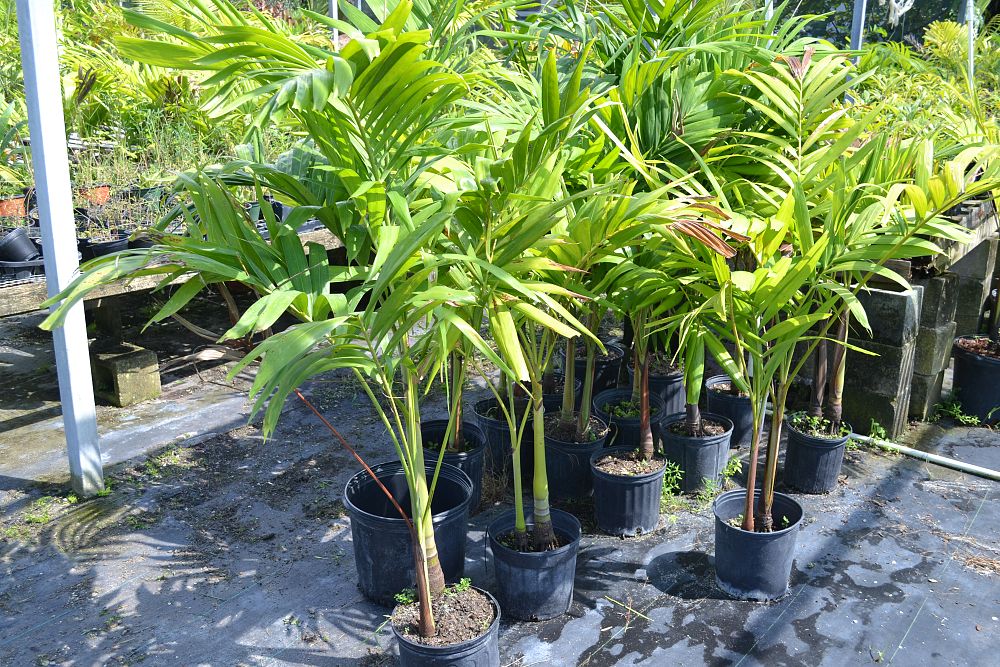 veitchia-merrillii-christmas-palm-adonidia-merrillii