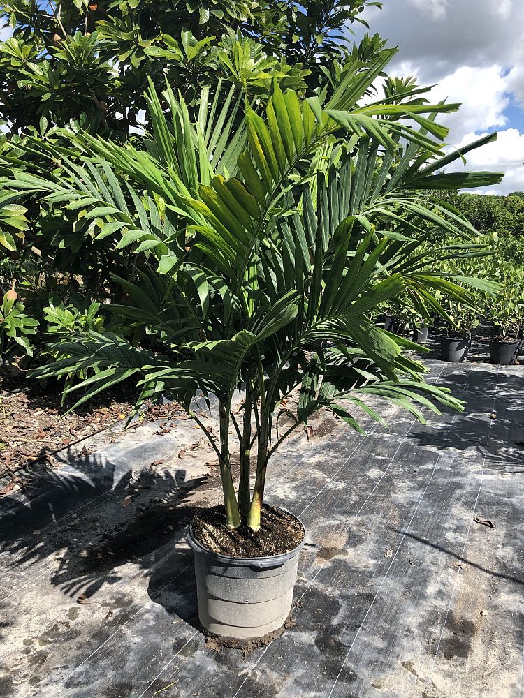veitchia-merrillii-christmas-palm-adonidia-merrillii
