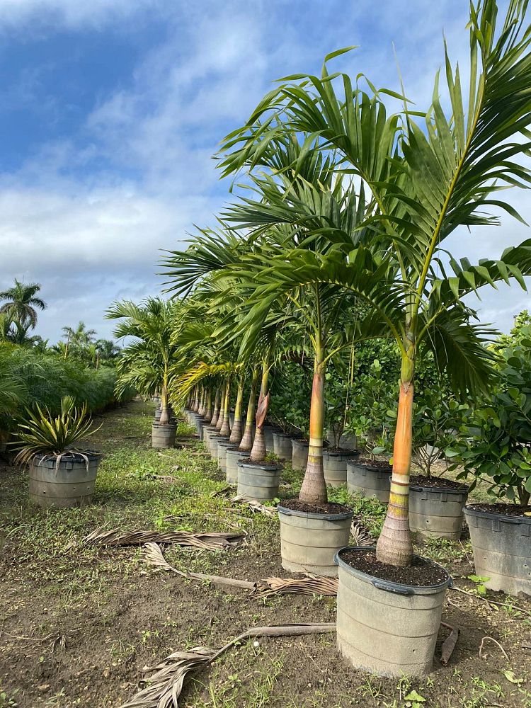 veitchia-merrillii-christmas-palm-adonidia-merrillii