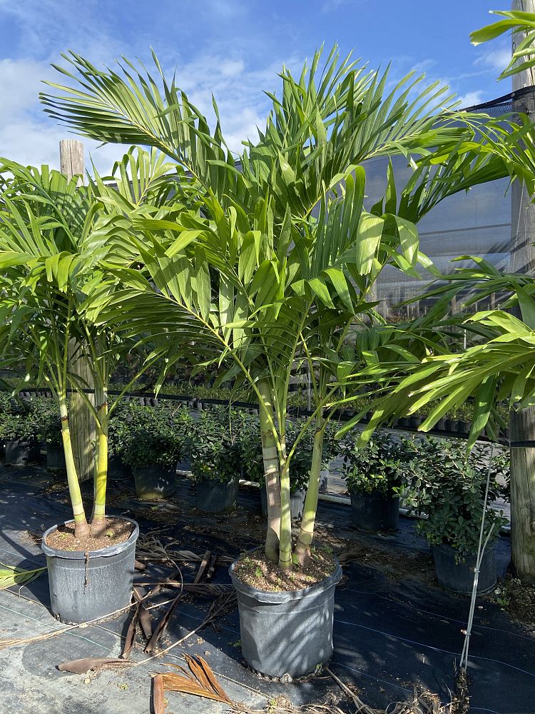 veitchia-merrillii-christmas-palm-adonidia-merrillii