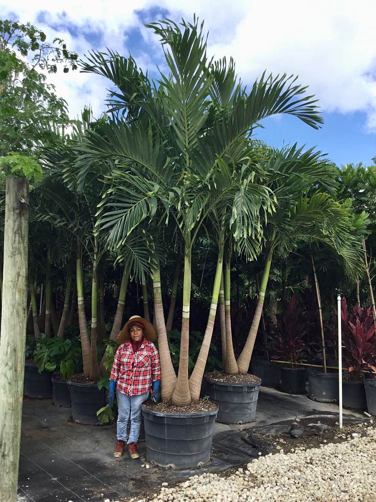 veitchia-merrillii-christmas-palm-adonidia-merrillii