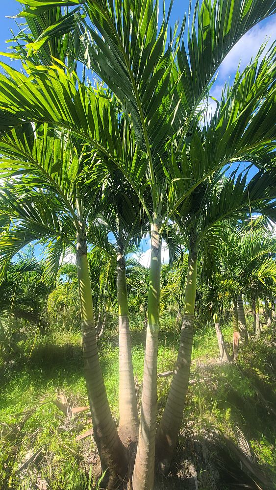 veitchia-merrillii-christmas-palm-adonidia-merrillii