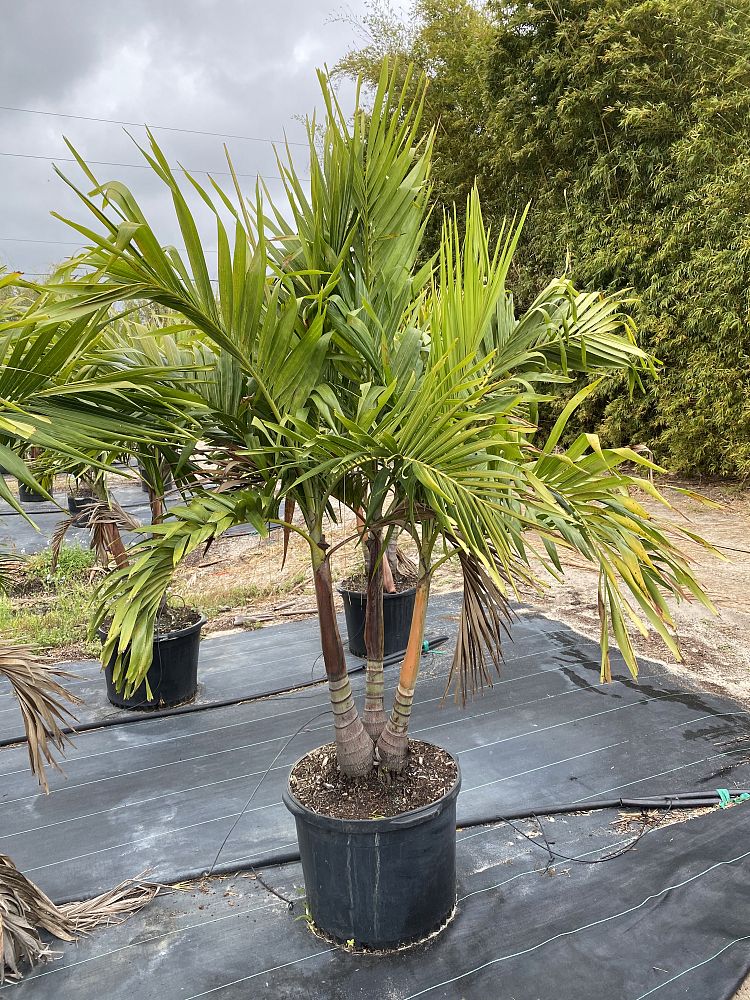 veitchia-merrillii-christmas-palm-adonidia-merrillii