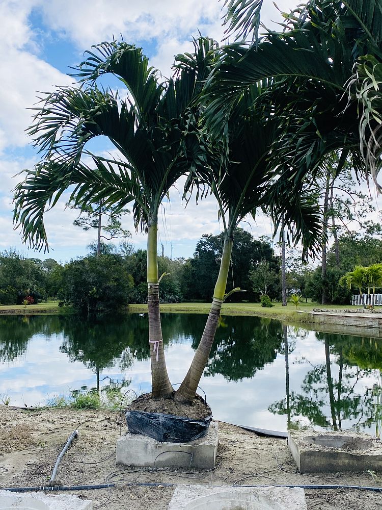 veitchia-merrillii-christmas-palm-adonidia-merrillii