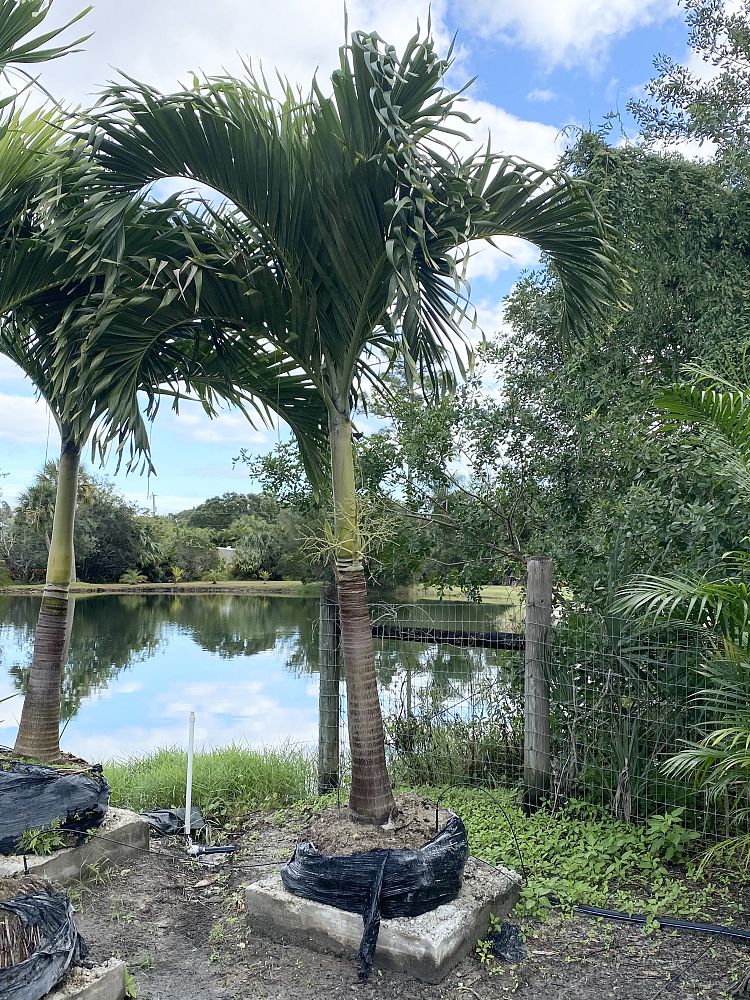 veitchia-merrillii-christmas-palm-adonidia-merrillii