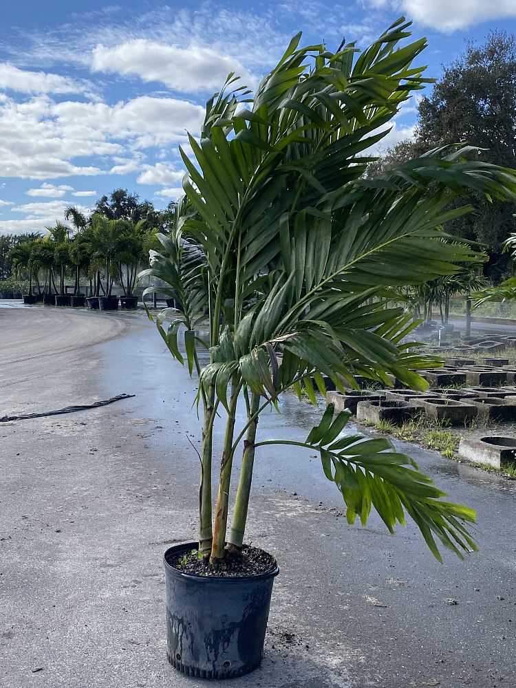 veitchia-merrillii-christmas-palm-adonidia-merrillii