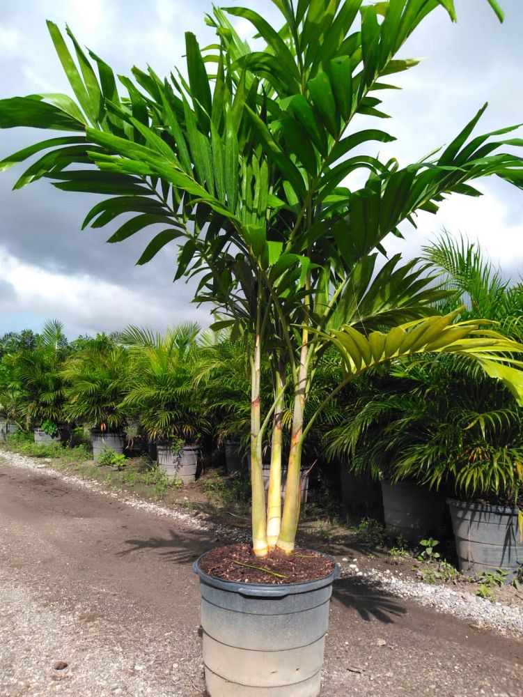 veitchia-merrillii-christmas-palm-adonidia-merrillii