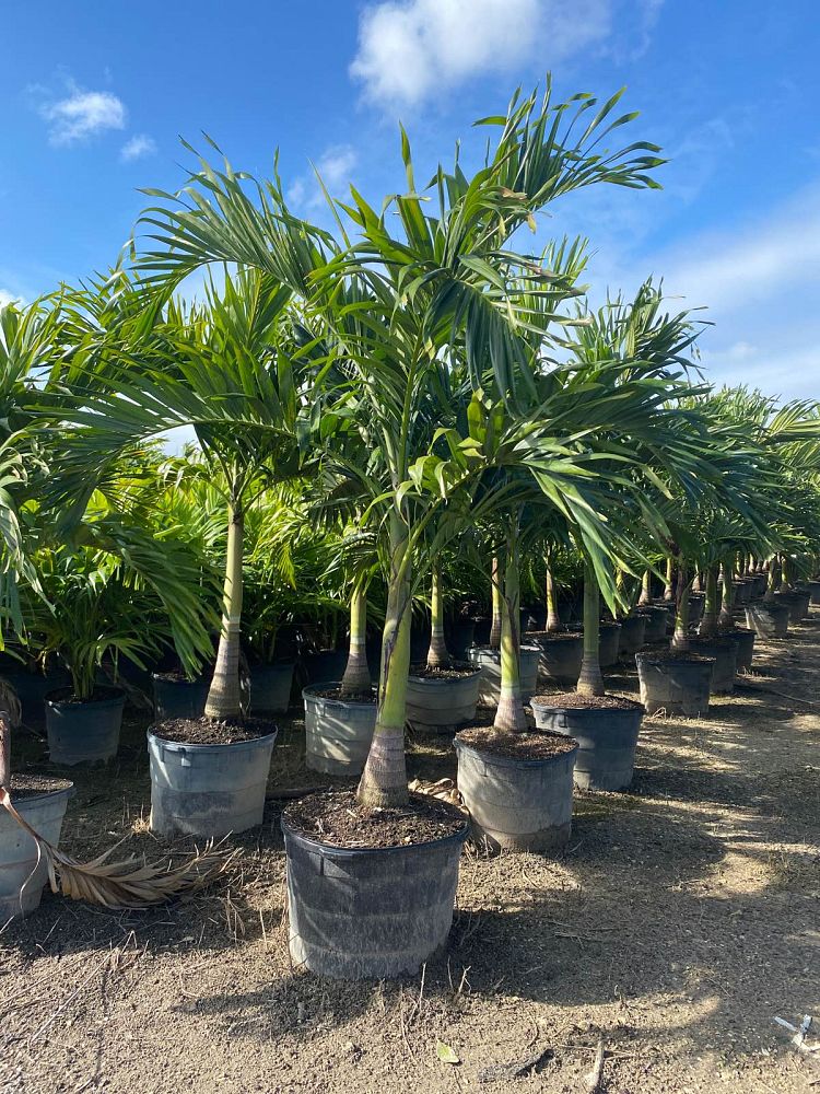 veitchia-merrillii-christmas-palm-adonidia-merrillii
