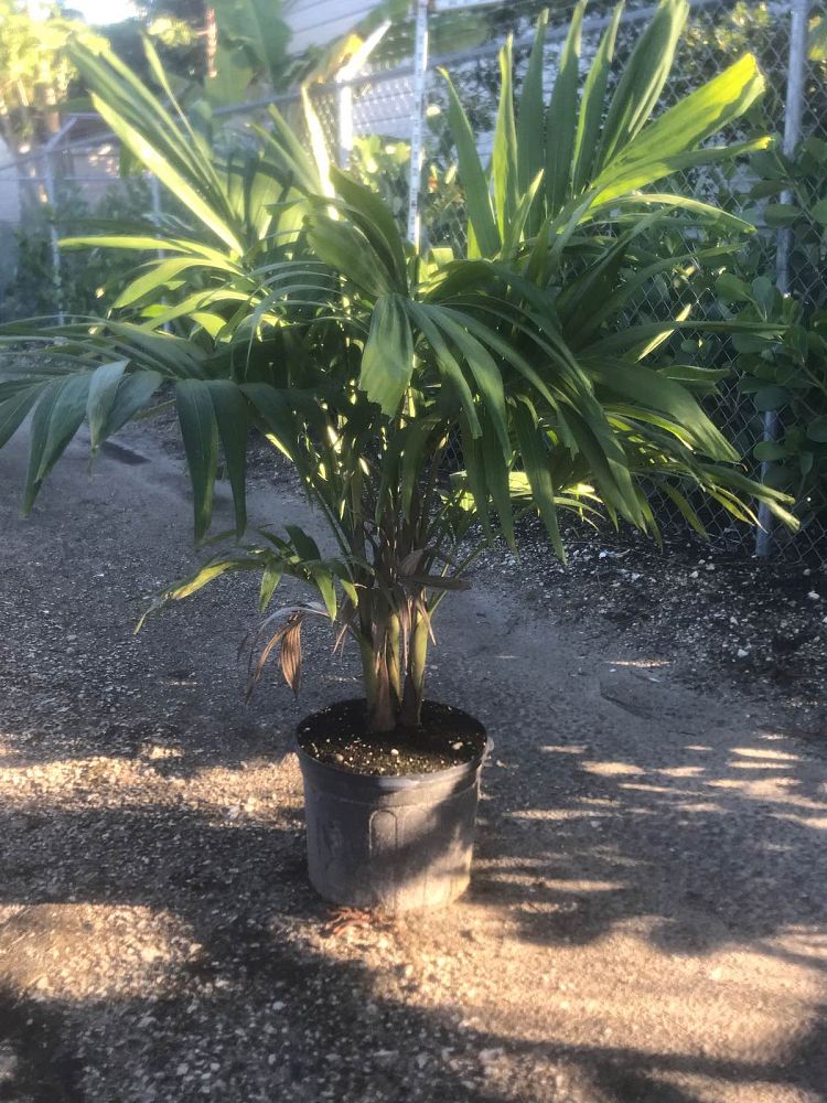 veitchia-merrillii-christmas-palm-adonidia-merrillii
