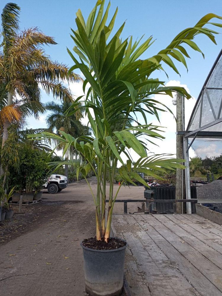veitchia-merrillii-christmas-palm-adonidia-merrillii