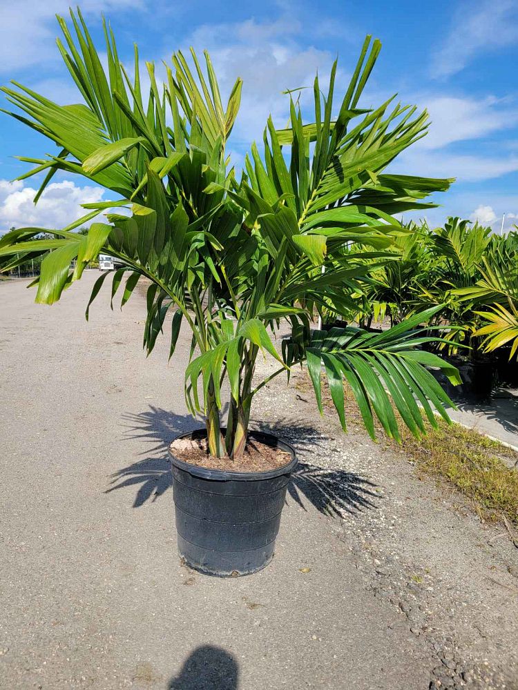 veitchia-merrillii-christmas-palm-adonidia-merrillii