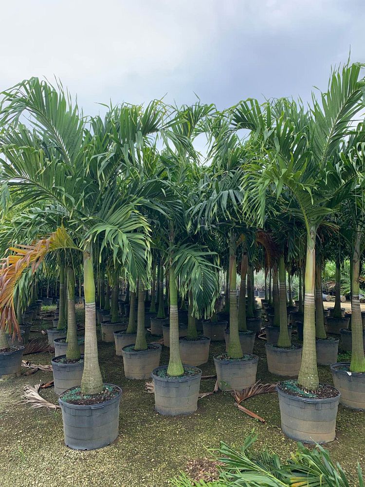veitchia-merrillii-christmas-palm-adonidia-merrillii