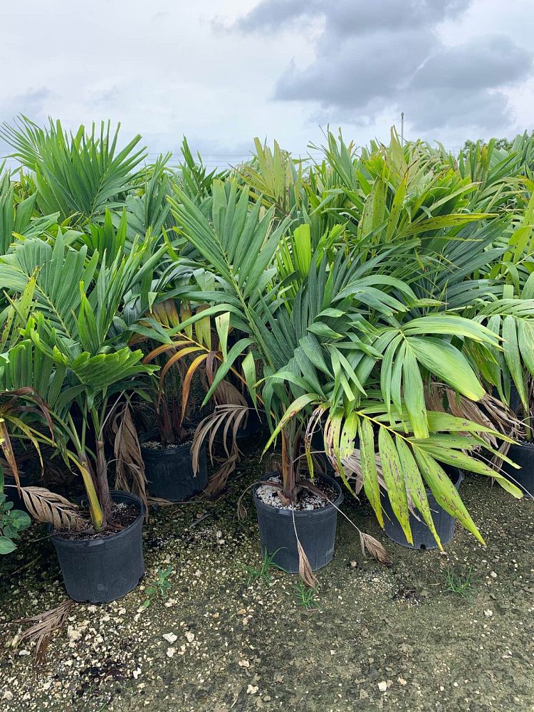 veitchia-merrillii-christmas-palm-adonidia-merrillii