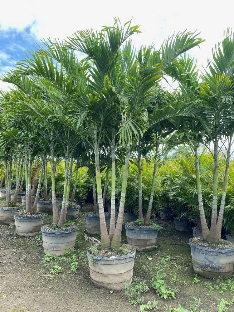 veitchia-merrillii-christmas-palm-adonidia-merrillii