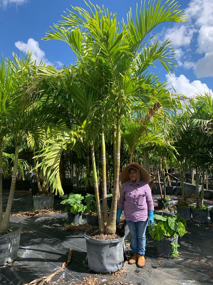 veitchia-merrillii-christmas-palm-adonidia-merrillii