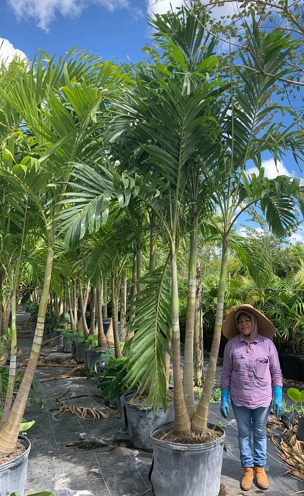 veitchia-merrillii-christmas-palm-adonidia-merrillii
