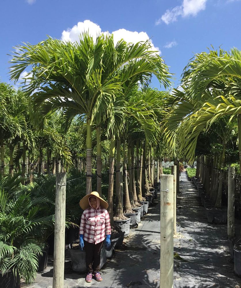veitchia-merrillii-christmas-palm-adonidia-merrillii