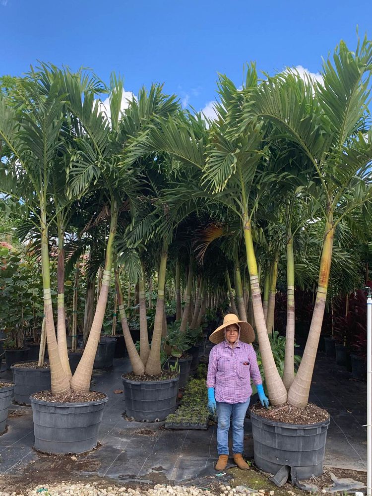 veitchia-merrillii-christmas-palm-adonidia-merrillii