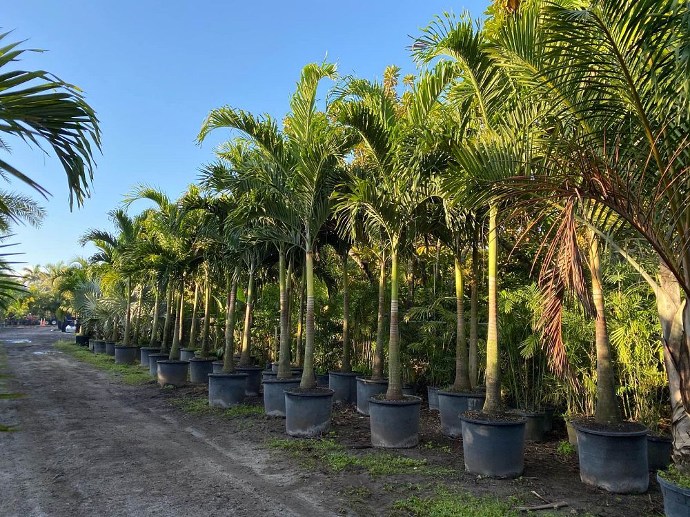 veitchia-merrillii-christmas-palm-adonidia-merrillii
