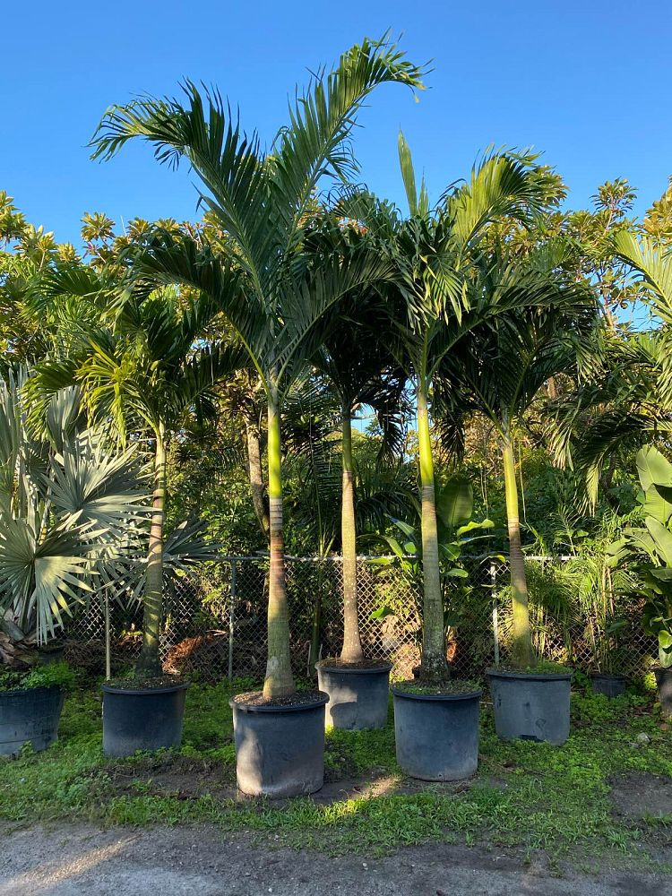 veitchia-merrillii-christmas-palm-adonidia-merrillii