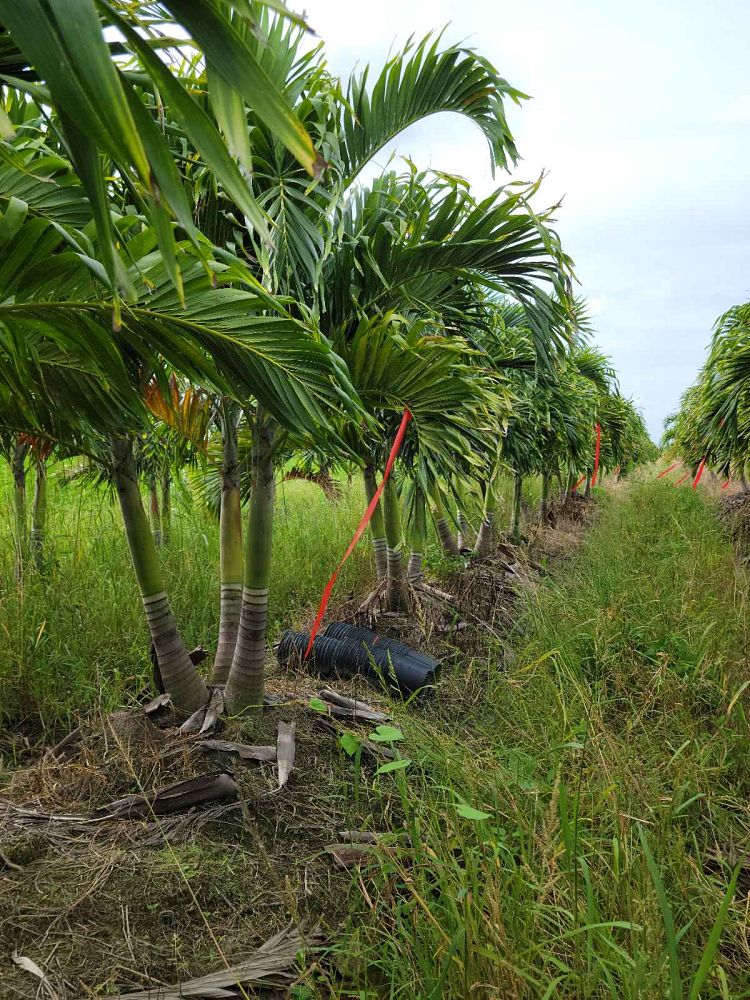 veitchia-merrillii-christmas-palm-adonidia-merrillii