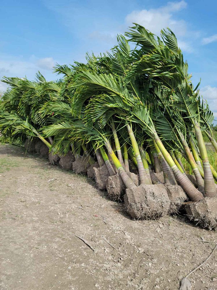 veitchia-merrillii-christmas-palm-adonidia-merrillii