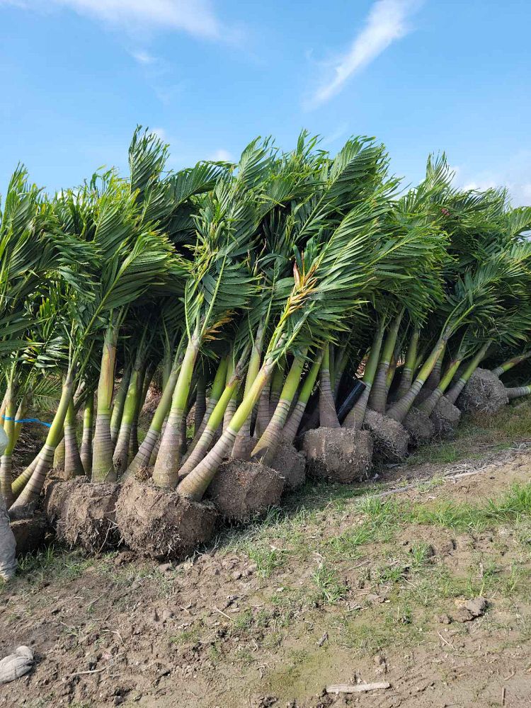 veitchia-merrillii-christmas-palm-adonidia-merrillii