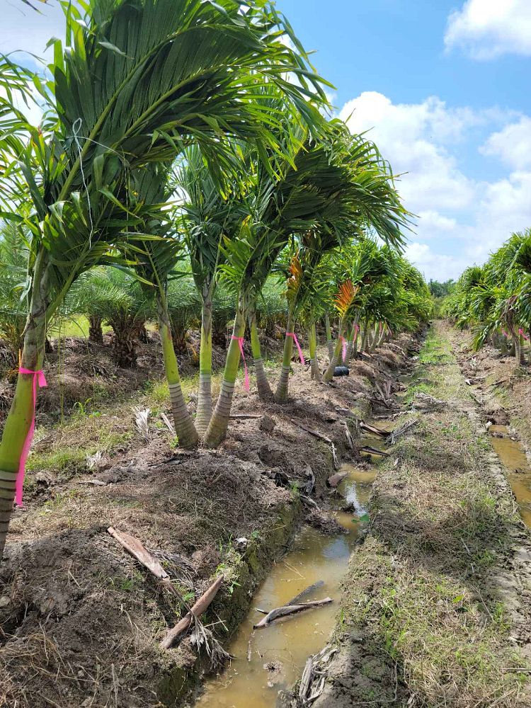 veitchia-merrillii-christmas-palm-adonidia-merrillii