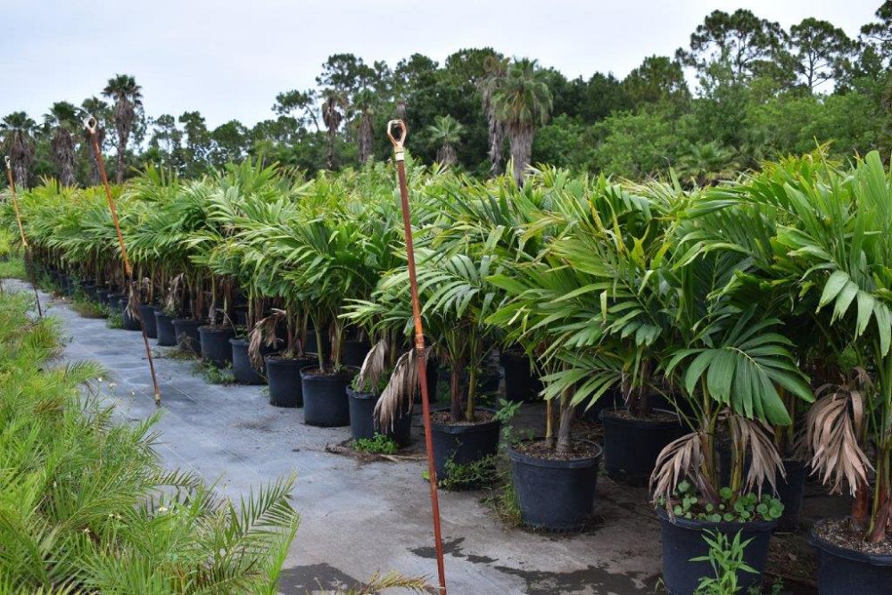 veitchia-merrillii-christmas-palm-adonidia-merrillii