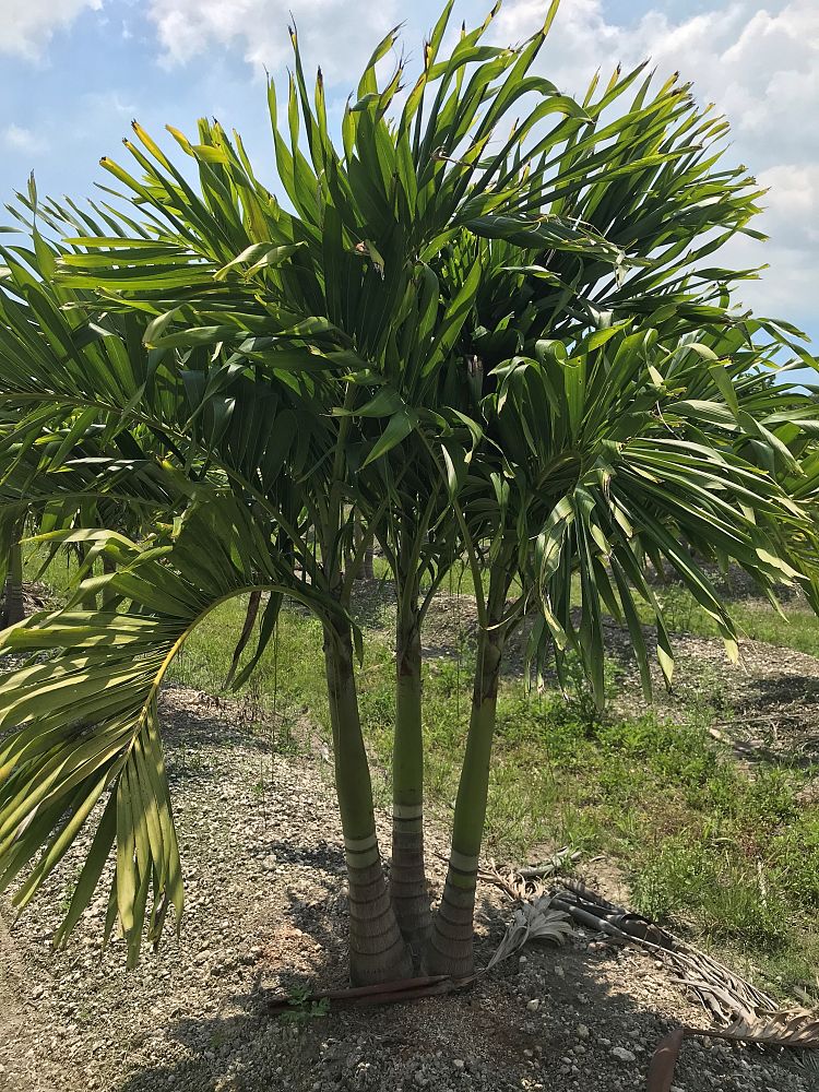 veitchia-merrillii-christmas-palm-adonidia-merrillii