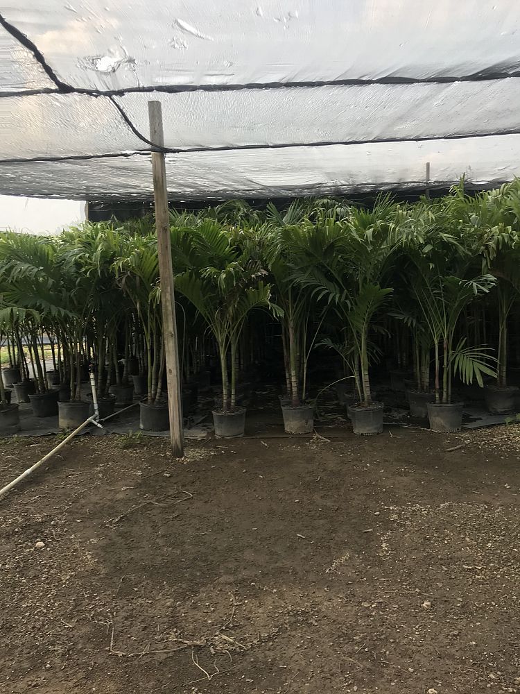 veitchia-merrillii-christmas-palm-adonidia-merrillii