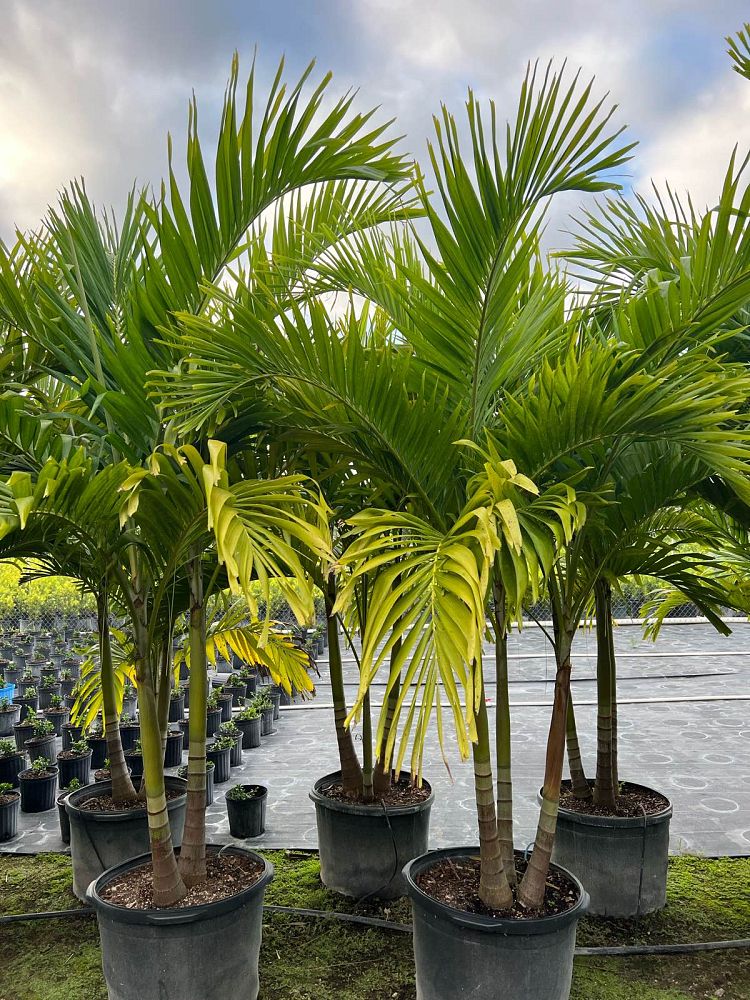 veitchia-merrillii-christmas-palm-adonidia-merrillii
