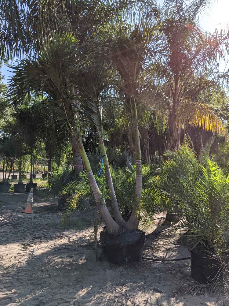 veitchia-merrillii-christmas-palm-adonidia-merrillii