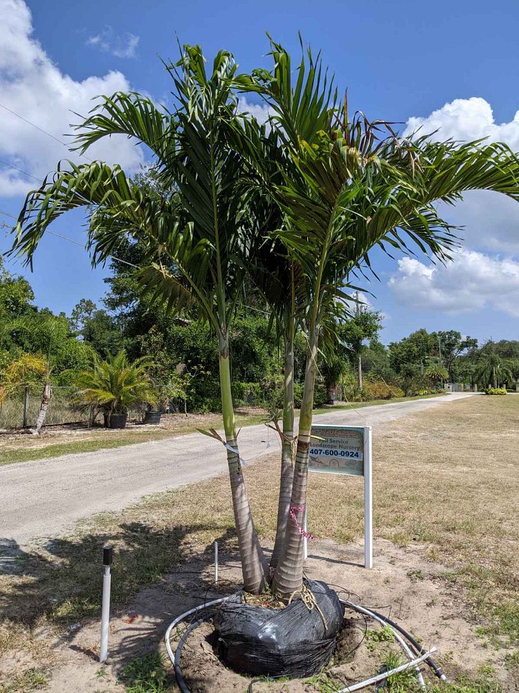 veitchia-merrillii-christmas-palm-adonidia-merrillii