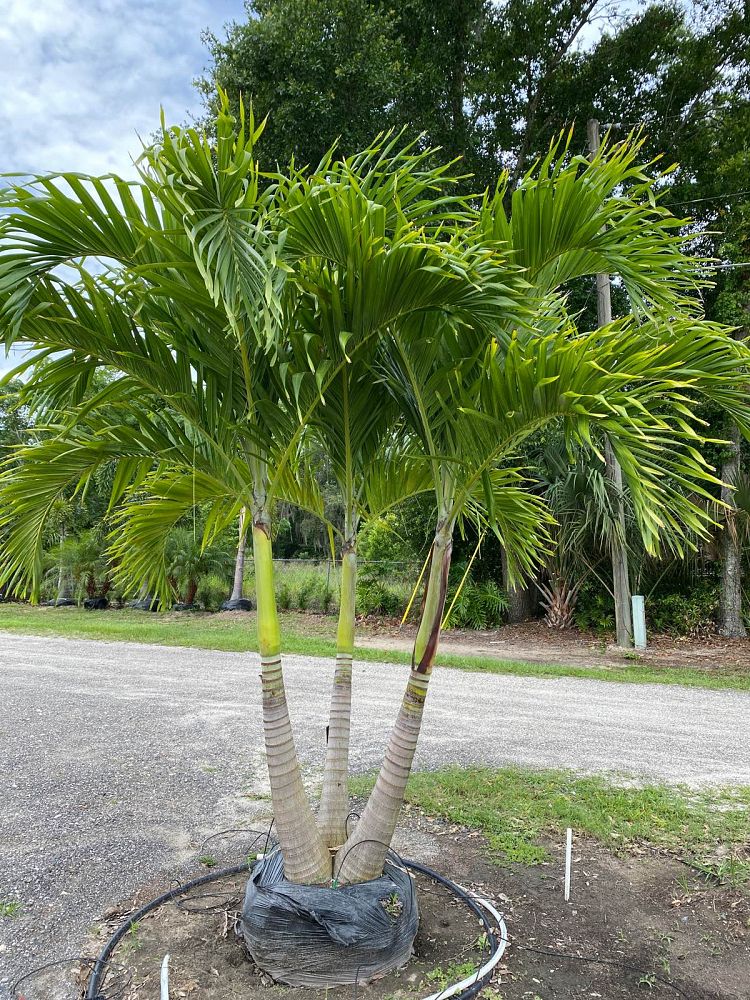 veitchia-merrillii-christmas-palm-adonidia-merrillii