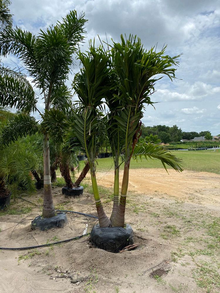 veitchia-merrillii-christmas-palm-adonidia-merrillii