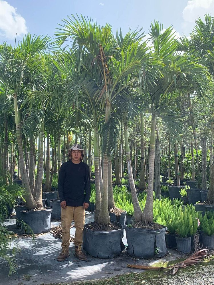 veitchia-merrillii-christmas-palm-adonidia-merrillii