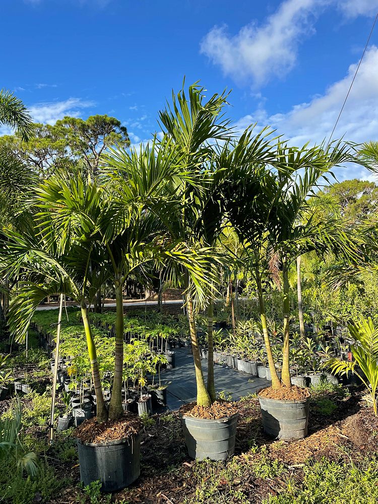veitchia-merrillii-christmas-palm-adonidia-merrillii