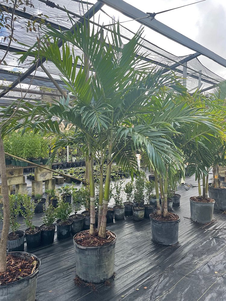 veitchia-merrillii-christmas-palm-adonidia-merrillii