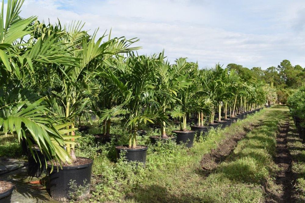veitchia-merrillii-christmas-palm-adonidia-merrillii