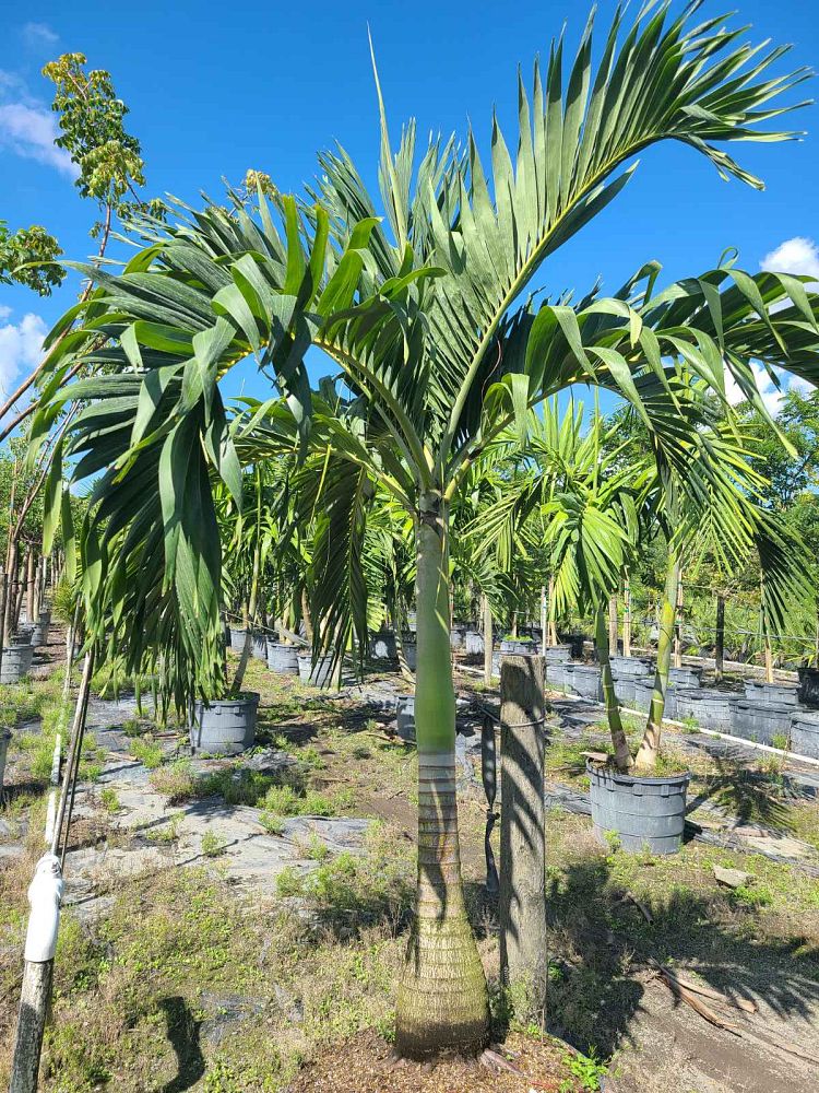 veitchia-merrillii-christmas-palm-adonidia-merrillii