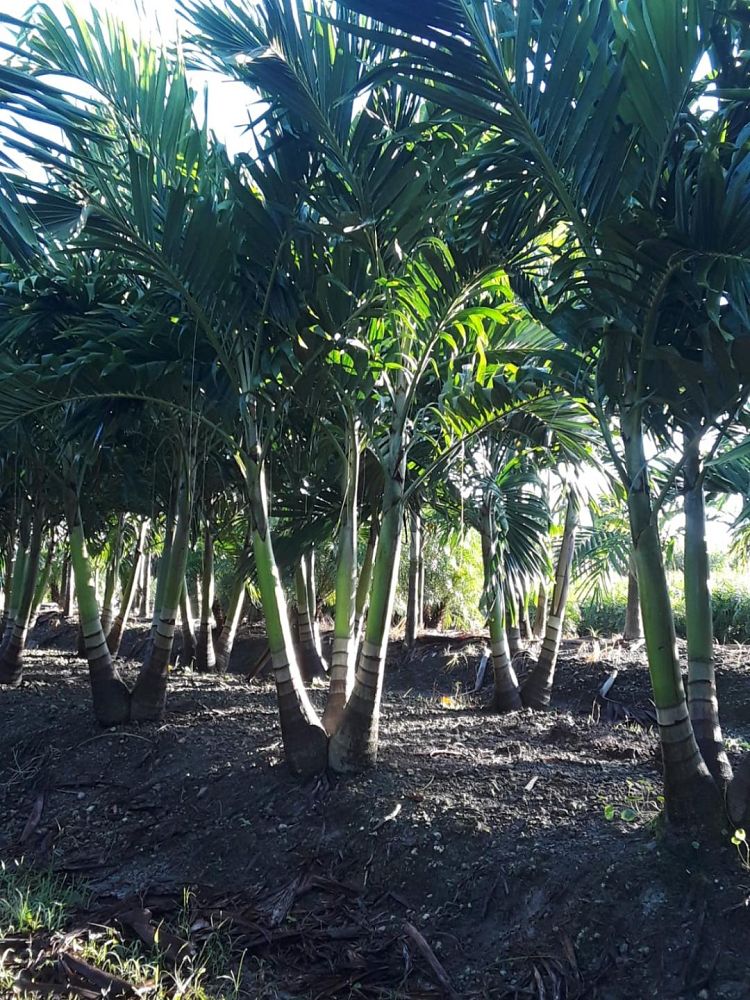 veitchia-merrillii-christmas-palm-adonidia-merrillii