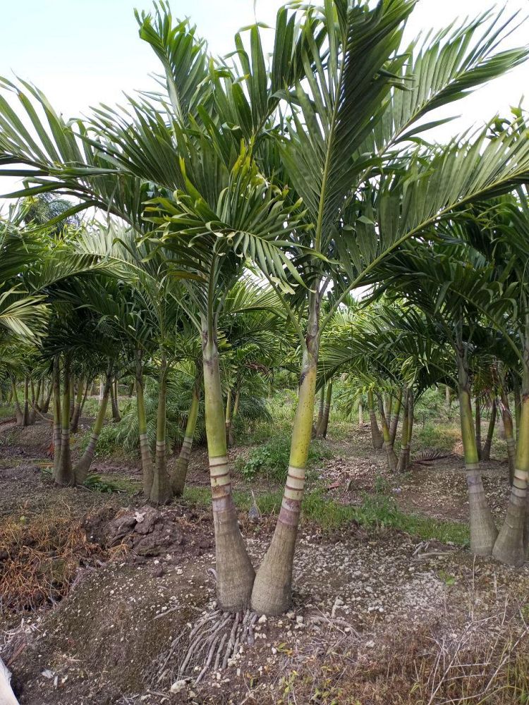 veitchia-merrillii-christmas-palm-adonidia-merrillii