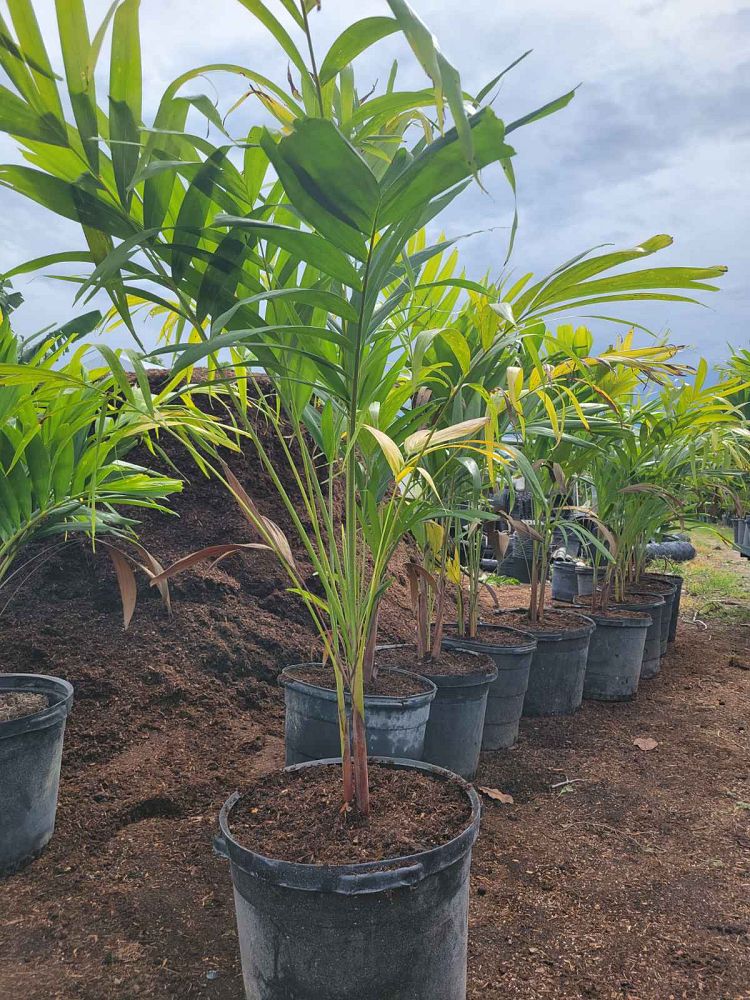 veitchia-merrillii-christmas-palm-adonidia-merrillii