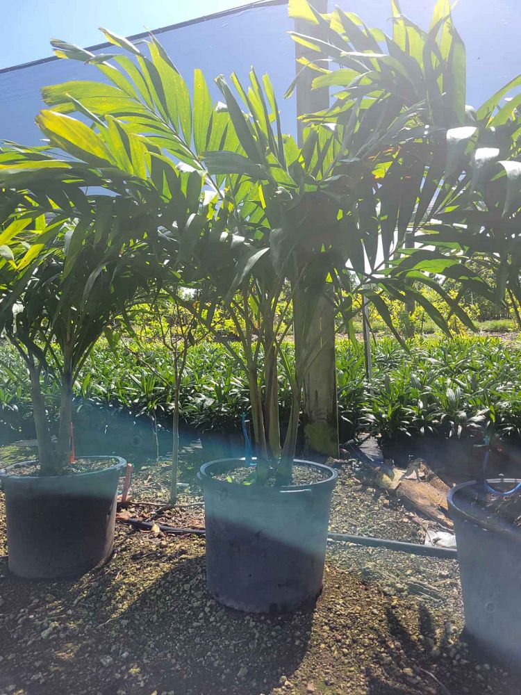 veitchia-merrillii-christmas-palm-adonidia-merrillii
