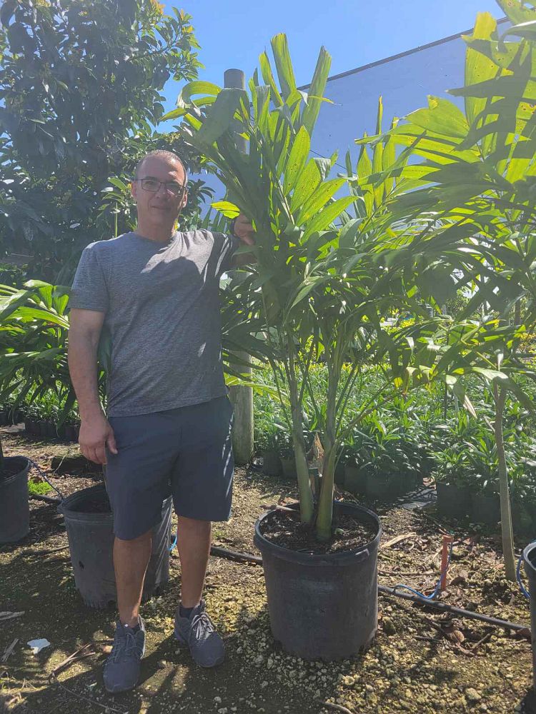 veitchia-merrillii-christmas-palm-adonidia-merrillii
