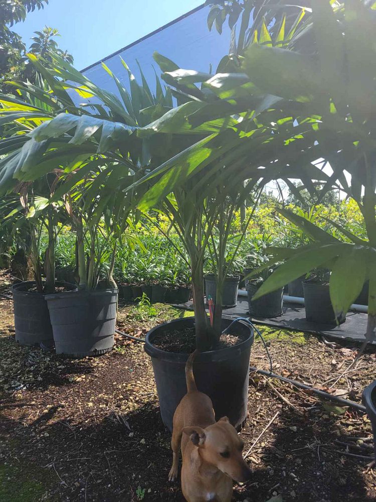 veitchia-merrillii-christmas-palm-adonidia-merrillii