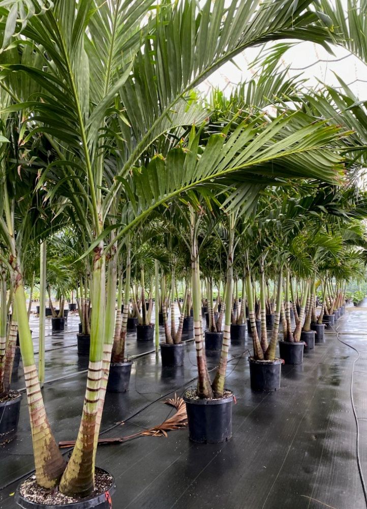 veitchia-merrillii-christmas-palm-adonidia-merrillii